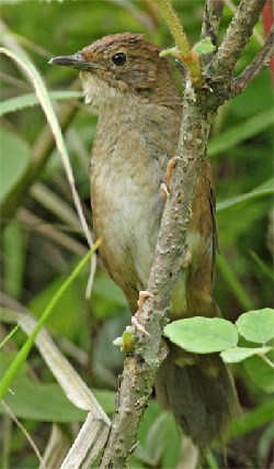A Sichuan Bush Warbler is seen in foliage in Laojunshan, Sichuan province, last May. (Photo/China Daily) A Sichuan Bush Warbler is seen in foliage in Laojunshan, Sichuan province, last May. (Photo/China Daily)