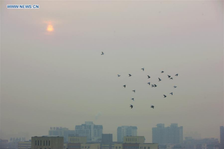 Doves fly above smog-shrouded Beijing, capital of China, Dec. 20, 2015. Beijing has issued its second red alert for air pollution this month as a new bout of smog is forecast to hit the capital from Saturday to Tuesday. (Xinhua/Guo Qiuda) Doves fly above smog-shrouded Beijing, capital of China, Dec. 20, 2015. Beijing has issued its second red alert for air pollution this month as a new bout of smog is forecast to hit the capital from Saturday to Tuesday. (Xinhua/Guo Qiuda)