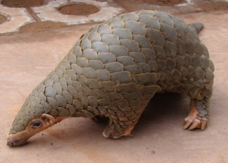 The Chinese pangolin is said to be extinct in the wild. (Photo provided to China Daily) The Chinese pangolin is said to be extinct in the wild. (Photo provided to China Daily)
