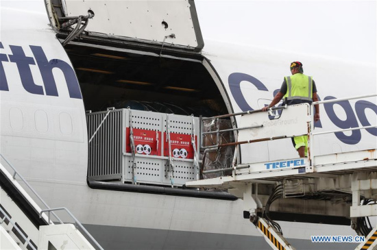 A working staff prepares to unload the cage carrying panda Jiao Qing from China at an airport of Berlin, capital ofGermany, on June 24, 2017. A pair of pandas have arrived here Saturday, making German public able to visit the animal species again at home after five years. (Xinhua/Shan Yuqi) A working staff prepares to unload the cage carrying panda Jiao Qing from China at an airport of Berlin, capital ofGermany, on June 24, 2017. A pair of pandas have arrived here Saturday, making German public able to visit the animal species again at home after five years. (Xinhua/Shan Yuqi)
