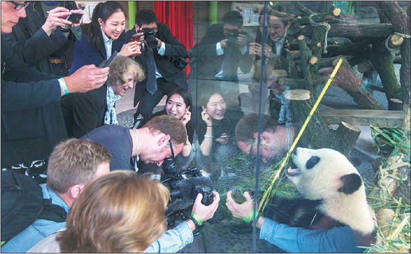 Meng Meng, a female panda from the Chengdu Research Base for Giant Panda Breeding, has become a popular star at the Berlin Zoo in Germany.Fei Maohua / Xinhua Meng Meng, a female panda from the Chengdu Research Base for Giant Panda Breeding, has become a popular star at the Berlin Zoo in Germany.Fei Maohua / Xinhua