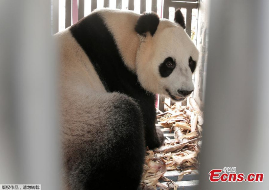 A giant panda on a 10-year loan from China is seen during a welcoming ceremony at Soekarno Hatta airport in Tangerang, Indonesia, September 28, 2017. (Photo/Agencies)
