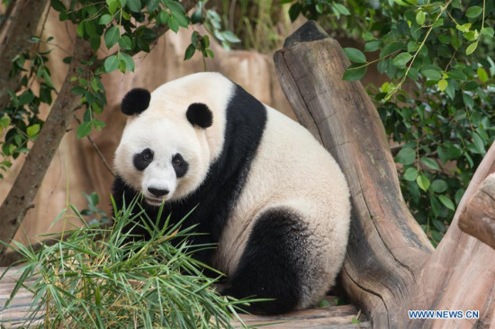 Photo taken on Nov. 2, 2017 shows the Chinese giant panda Hu Chun at the Indonesia Panda Castle in Taman Safari Indonesia. Indonesian officials supervising the Chinese giant pandas now kept in the nation's safari park said on Thursday that the exotic animals were ready for public expose in the near future after completing a 31-day quarantine period. (Xinhua/Du Yu)