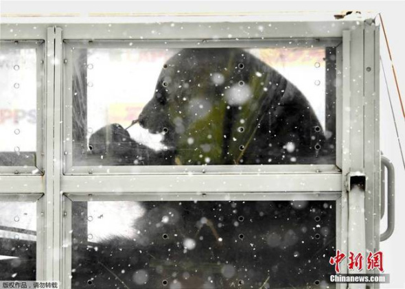 One of the giant pandas checks out its surroundings after arriving in Finland on Thursday. (Photo/China News Service) One of the giant pandas checks out its surroundings after arriving in Finland on Thursday. (Photo/China News Service)