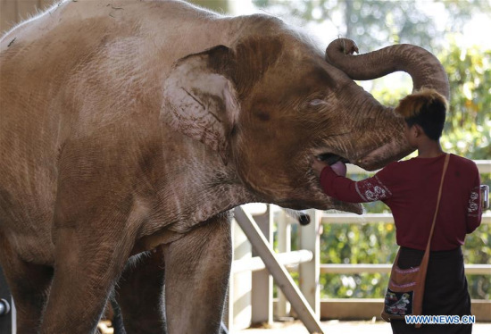An elephant food seller feeds sugarcane to a white elephant at a shelter in Nay Pyi Taw, Myanmar, Nov. 17, 2017. (Xinhua/U Aung) An elephant food seller feeds sugarcane to a white elephant at a shelter in Nay Pyi Taw, Myanmar, Nov. 17, 2017. (Xinhua/U Aung)
