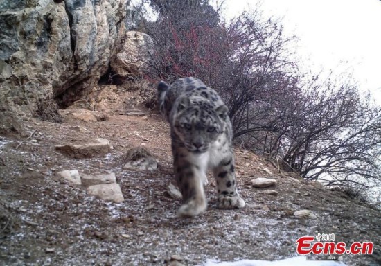 Images of snow leopards were caught for the first time in eastern parts of southwest China's Tibet Autonomous Region. (Photo provided to China News Servcie) Images of snow leopards were caught for the first time in eastern parts of southwest China's Tibet Autonomous Region. (Photo provided to China News Servcie)