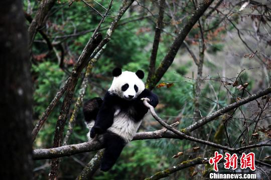 File photo of Panda Ying Xue. (Photo/China News Service)