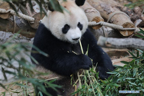 Giant panda Xingbao eats in its enclosure in Qianlingshan Park in Guiyang, capital of southwest China's Guizhou Province, April 22, 2018. (Xinhua/Ou Dongqu) Giant panda Xingbao eats in its enclosure in Qianlingshan Park in Guiyang, capital of southwest China's Guizhou Province, April 22, 2018. (Xinhua/Ou Dongqu)