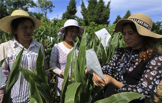Farmers talk about how to cultivate corn seeds with improved quality in Yunyang county, Chongqing. (Photo by Liu Xingmin/For China Daily) Farmers talk about how to cultivate corn seeds with improved quality in Yunyang county, Chongqing. (Photo by Liu Xingmin/For China Daily)