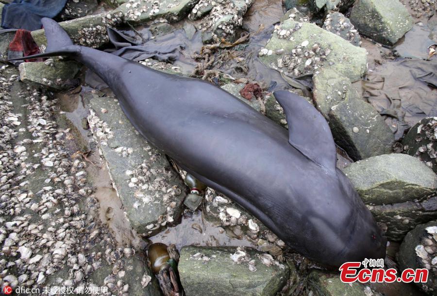 Yangtze River finless porpoise receives ID(1/3)