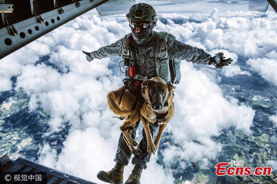Colombian air force dog completes its parachute training(1/3)