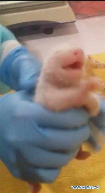 Female giant panda born at Zoo Negara near Kuala Lumpur(1/4)