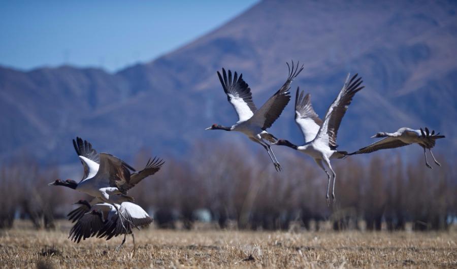 Tibet: Largest winter home for black-necked cranes(1/6)