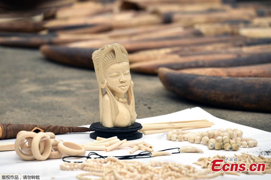 Ivory Coast seizes huge haul of elephant tusks and pangolin scales(1/3)