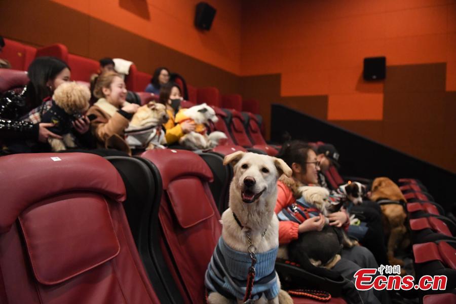 Canine buddies enjoy a film for Spring Festival(1/3)