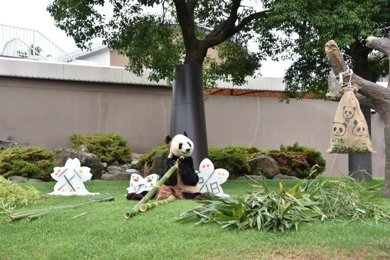 Eimei eats leaves at Adventure World in Shirahama, Wakayama, Japan.  (Photo provided to chinadaily.com.cn)
