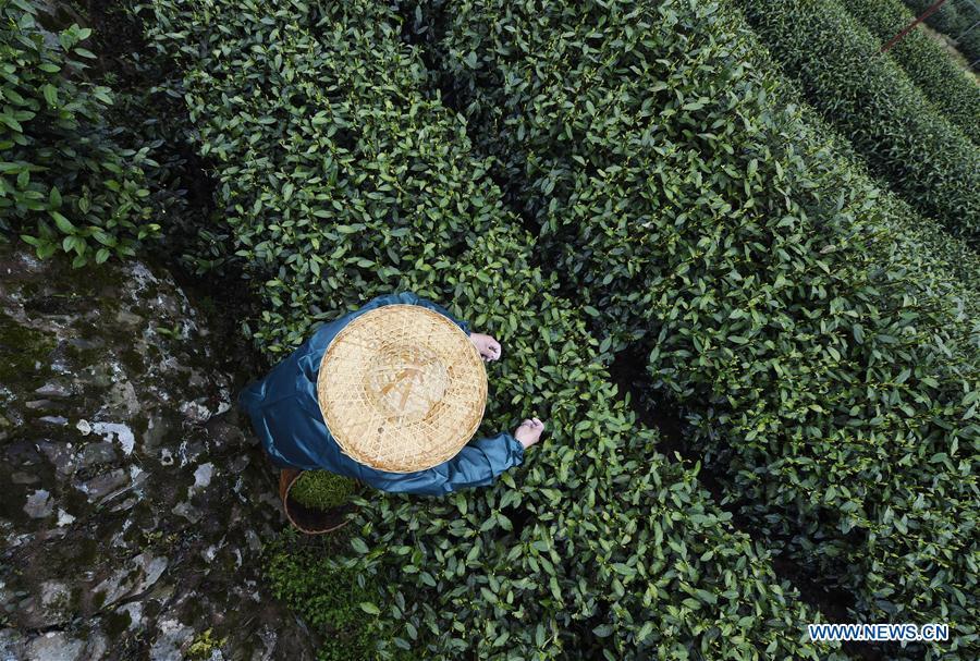 Farmers harvest Longjing tea in Hangzhou(1/3)