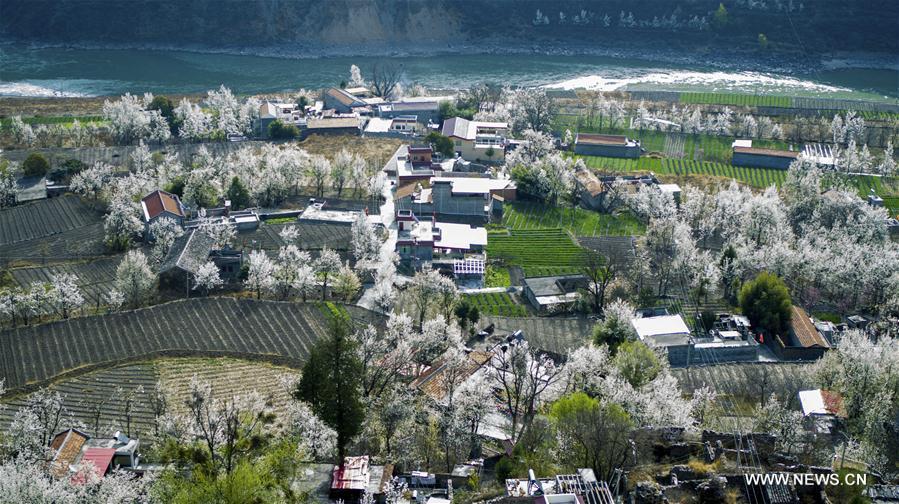 Pear blossoms seen in Sichuan(1/4)