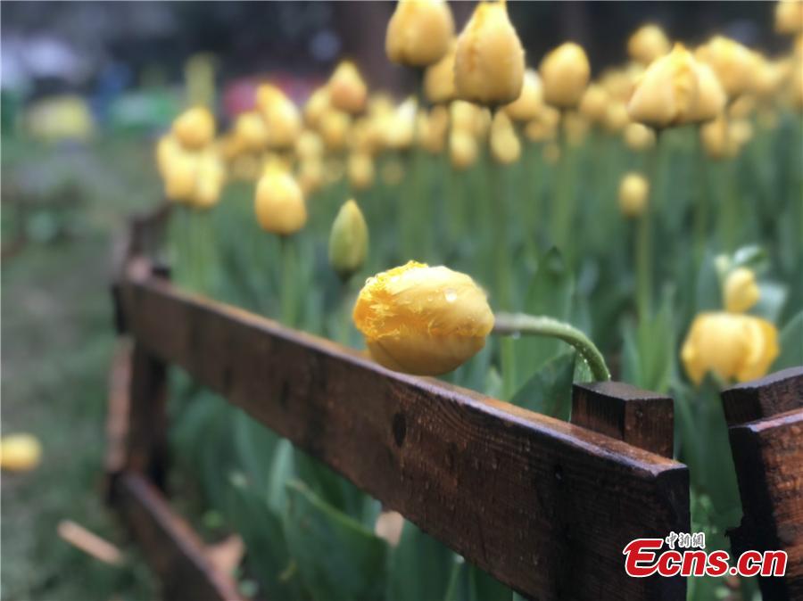 Spring flowers welcome visitors to Nanjing botanical garden(1/8)