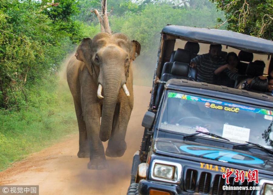 Elephant nearly tips over safari vehicle in Sri Lanka park(1/3)