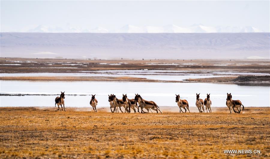 Scenery of Altun Mountains National Nature Reserve in Xinjiang(1/13)