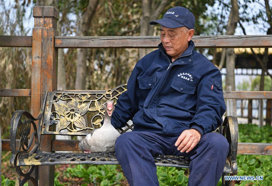 Old man and wild goose(1/8)