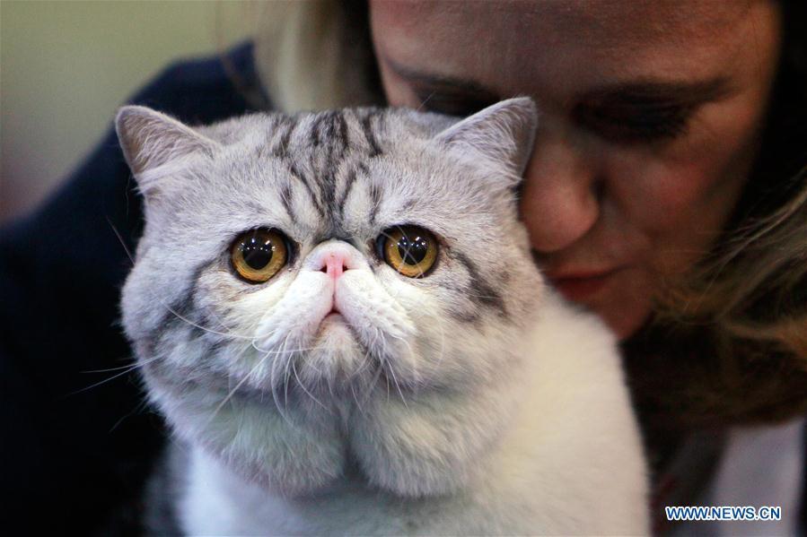SofistiCat feline beauty contest held in Bucharest, Romania(1/8)