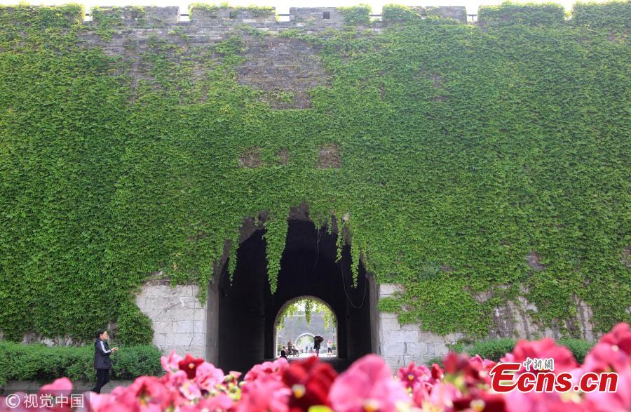 Ming Dynasty city gate covered with Boston ivy(1/4)