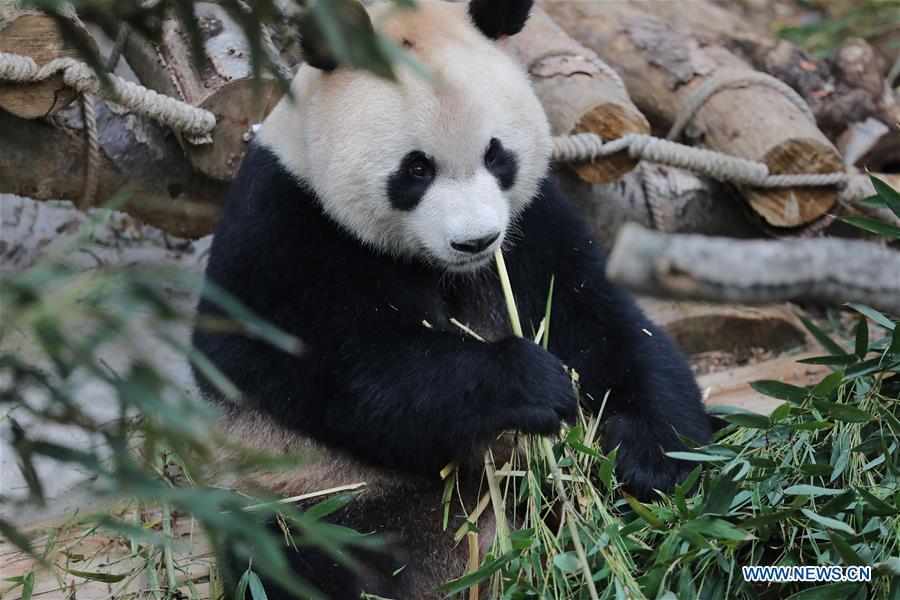 Two Giant pandas meet public in Guiyang after returning from overseas(1/8)