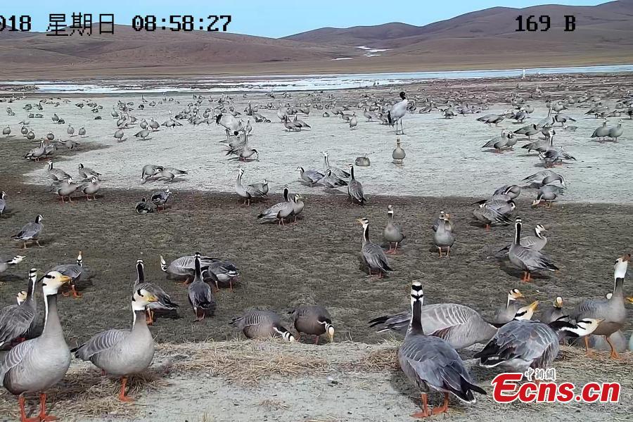 Highest-flying birds at Yangtze River headwaters(1/4)