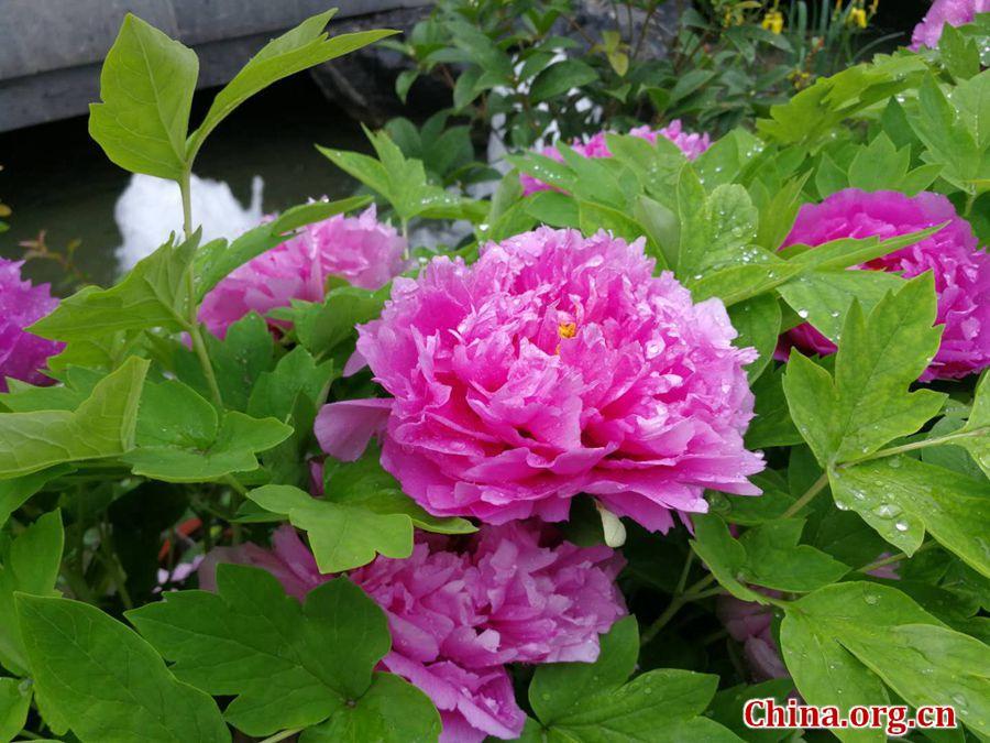 Lush blooms adorn Luoyang Int'l Peony Garden(1/9)