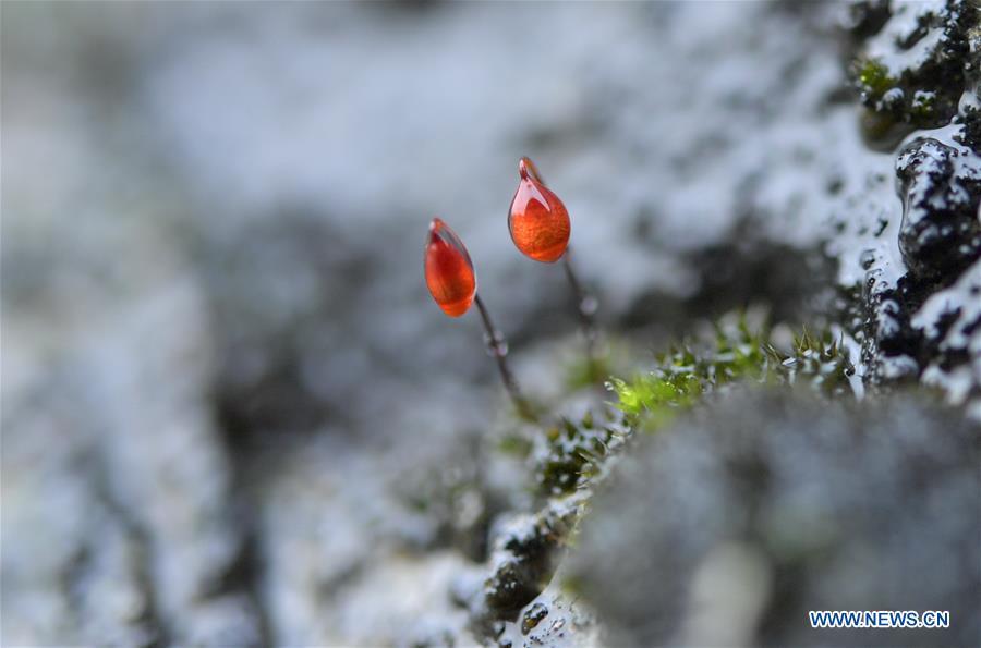 Stunning scenery at river bank in Xuanen County, Hubei(1/5)