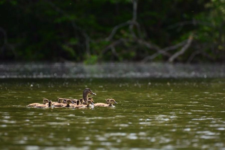 A Chinese merganser with its babies is seen at a water area in NE Jilin\'s Fusong county. Jin Zhigui, a photographer, got the perfect shot after waiting for two weeks. As the ecological environment improves every year, more than 200 Chinese mergansers will fly to Changbai Mountain region in the spring. (Photo by Jin Zhigui/for chinadaily.com.cn)