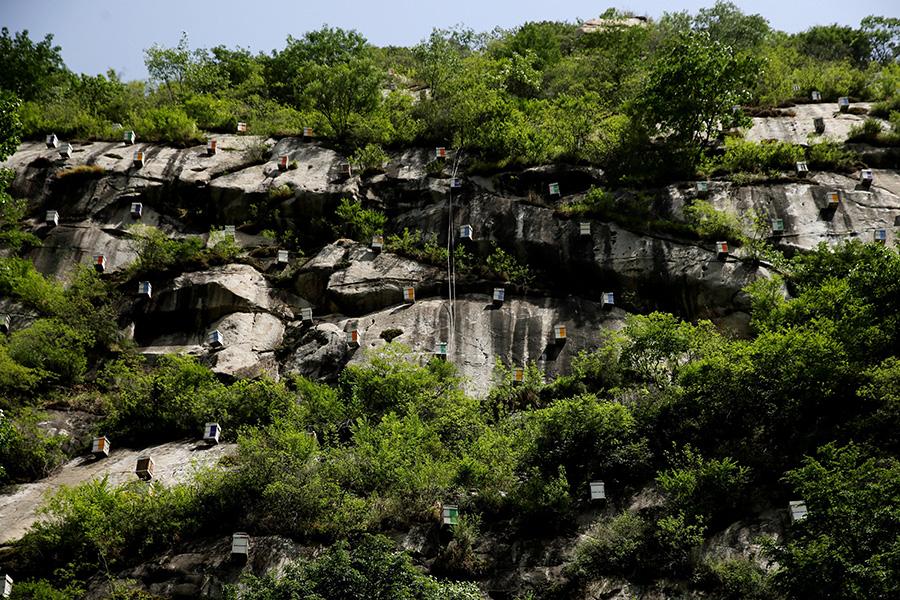 More than 100 wooden boxes hang from a cliff in Xikouwai village. (Photo/China Daily)
Bee-keeping and honey production is thriving in the Yanshan Mountains area
More than 100 wooden boxes about 60 centimeters high and 40 centimeters wide hang from a cliff in Xikouwai village, Fengjiabu town, Miyun district, Beijing. 150 meters from the ground, it is the largest cliff bee feeding yard in the country and is also the core area of the Apis Cerana Reserve. Inside the beehive are native Asian honey bees. Hanging the boxes from the cliff is to restore the bee lifestyle, and to protect them from snakes and rats. The \