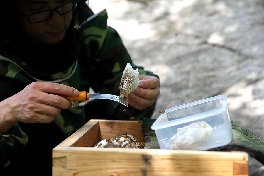Nie uses a knife to peel the honey off the beehive.(Photo/China Daily)
Xikouwai village and Baoziling village in Fengjiabu town are located deep in the Yanshan Mountains area.
The project was started in 2016, and since then more than 600 beehives have been hung from the cliffs to produce high quality flower honey.
At present, 331 households in the town have a total of 11,200 clusters of Asian honey bees, producing 90,000 kilograms of honey each year. Now 59 low-income households in the mountains have joined bee farming. The annual average income per household is around 6,000 yuan ($934).