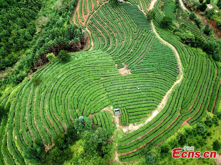 Photo taken in Mid-June shows the tea plantation on a mountain at Huotong Town, Ningde City, Fujian Province. (Photo: China News Service/Wang Dongming)