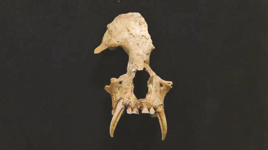 The excavated skull fragment of a completely new genus and species of gibbon, named Junzi imperialis. (Zoological Society of London/For China Daily)
A new species of extinct gibbon discovered by an international team of researchers among the contents of a 2,300-year-old tomb in China could provide some of the earliest evidence of the human-driven extinction of an ape species.
The team, led by Zoological Society of London scientists and other researchers from Arizona State University and Shaanxi Provincial Institute of Archaeology, analyzed a skull fragment excavated more than a decade ago from what is believed to be the burial chamber of Lady Xia ? grandmother of China\'s first emperor, Qin Shihuang. Qin lived from 259 to 210 BC and was buried near Xi\'an with his famous terracotta army.
Computer modeling of the bone fragment revealed it belonged to a completely new genus and species of gibbon, named Junzi imperialis. Junzi is a Chinese word for scholar-officials, who were often associated with gibbons as they were considered more noble than mischievous monkeys. At the time, gibbons were kept as pets by people of high social status.
Located in the ancient capital of Chang\'an, modern-day Xi\'an, Shaanxi Province, Lady Xia\'s tomb consists of 12 burial pits which included remains from several species possibly kept as pets, including the gibbon.
