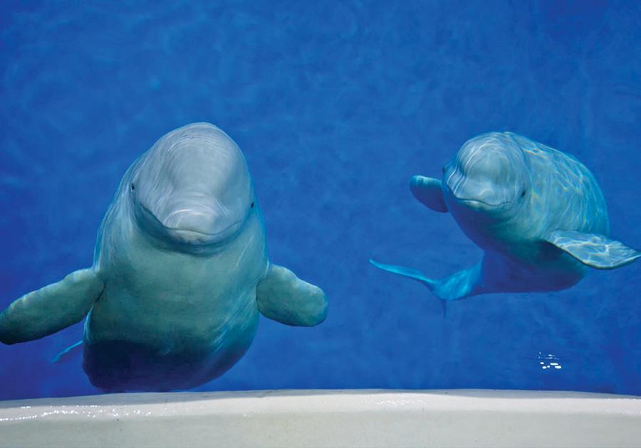 Little Grey and Little White are about to relocate to a spacious new home half a world away. (Photo: SEA LIFE TRUST Beluga Whale Sanctuary/for China Daily)
Two beluga whales living in a Shanghai aquarium will make a journey of more than 9,223-kilometre next year to a new open-water sanctuary in Iceland.
The \