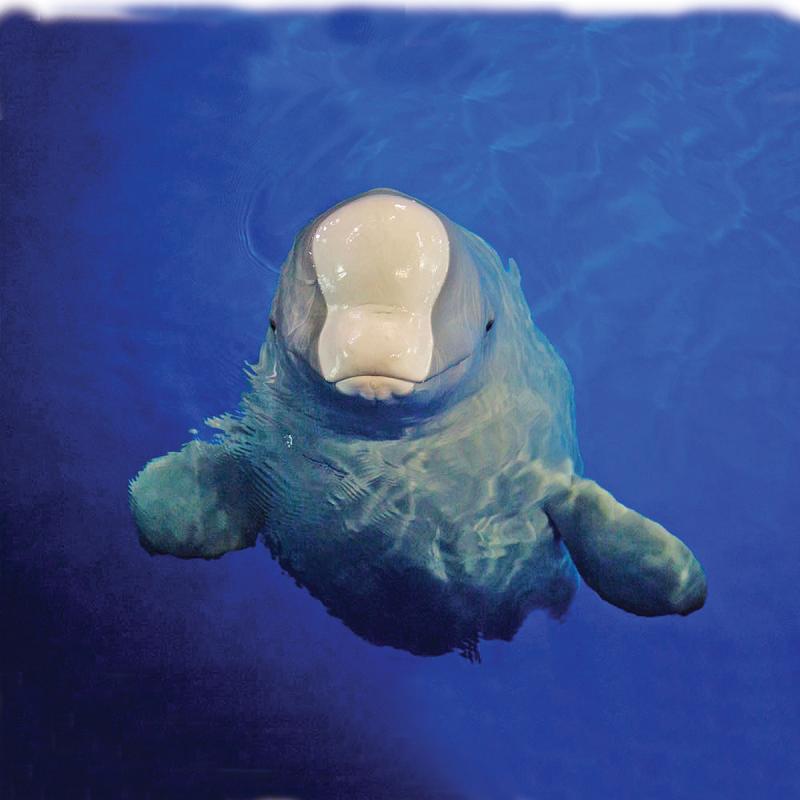 Little White will undergo training. (Photo: SEA LIFE TRUST Beluga Whale Sanctuary/for China Daily)
Iker Wang, head trainer at Chengfeng Ocean World in Shanghai, said people there have mixed feelings about the whales leaving.
\