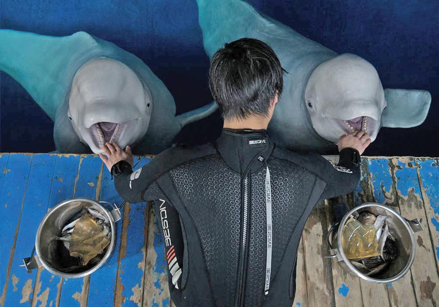 A trainer from Chengfeng Ocean World in Shanghai attends to Little White and Little Grey. (Photo: SEA LIFE TRUST Beluga Whale Sanctuary/for China Daily)
The beluga whales, which originated in Russia and have spent most of their lives in captivity, will be prepared for the journey and acclimatized once they arrive in Iceland through carefully designed programs. These include introducing the 12-year-olds to specialist equipment, such as the stretchers that will be used to lift and secure them during the journey, and training the whales to hold their breath for longer under water, so they are ready to dive in the deeper water. They will also get conditioning training to build their strength, so they can cope with tides and the current in their new home. And their calorie intake will be increased, so they put on the extra blubber they need to be insulated against the cold.
The journey from China to Iceland will take more than 30 hours and includes legs across air, land, and sea. A team of experts and vets will keep a close eye on Little Grey and Little White throughout the journey, monitoring both their physical and mental wellbeing.