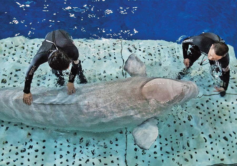 Trainers from Chengfeng Ocean World in Shanghai work with Little Grey. (Photo: SEA LIFE TRUST Beluga Whale Sanctuary/for China Daily)
Sea Life, Merlin\'s aquarium brand, is opposed to cetaceans such as whales and dolphins being kept in captivity for entertainment purposes. Merlin Entertainments provided a “substantial donation” to Sea Life Trust, a partner of Sea Life, to cover the costs of building the sanctuary and relocating the belugas.
\