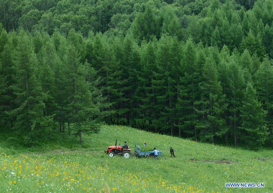 Photo taken on July 11, 2013 shows workers transporting seedlings at the Saihanba forest in Weichang Man and Mongolian Autonomous County of Chengde City, north China\'s Hebei Province. Comprehensive progress has been made since the report delivered at the 18th National Congress of the Communist Party of China (CPC) in 2012 included ecological development as a major task in the country\'s overall plan and proposed building a \