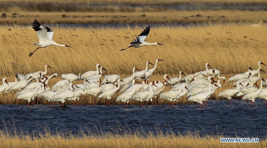 White cranes fly over the Melmeg Wetland in northeast China\'s Jilin Province, April 26, 2018. Comprehensive progress has been made since the report delivered at the 18th National Congress of the Communist Party of China (CPC) in 2012 included ecological development as a major task in the country\'s overall plan and proposed building a \