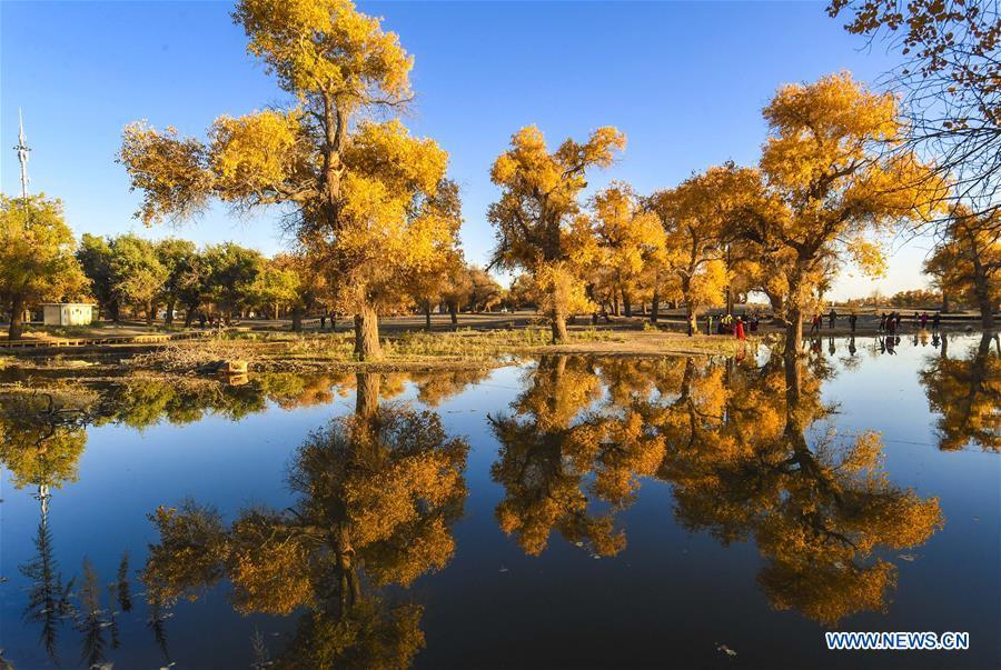 Photo taken on Oct. 13, 2017 shows the trees of populus euphratica trees in Ejin Banner, north China\'s Inner Mongolia Autonomous Region. Comprehensive progress has been made since the report delivered at the 18th National Congress of the Communist Party of China (CPC) in 2012 included ecological development as a major task in the country\'s overall plan and proposed building a \