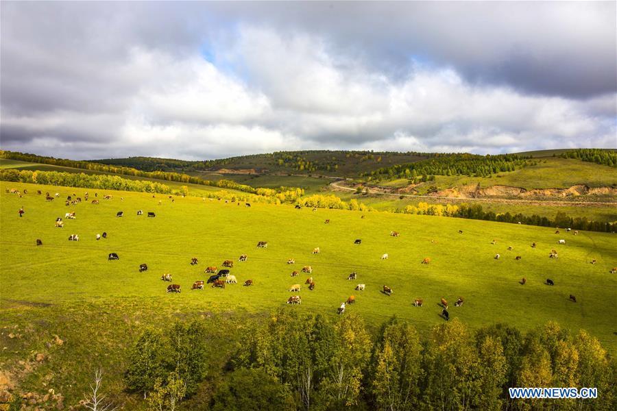 Photo taken on Sept. 12, 2017 shows a grassland in Hulun Buir, north China\'s Inner Mongolia Autonomous Region. Comprehensive progress has been made since the report delivered at the 18th National Congress of the Communist Party of China (CPC) in 2012 included ecological development as a major task in the country\'s overall plan and proposed building a \