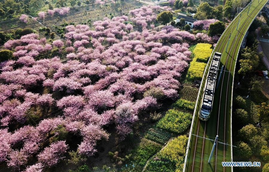 A tramcar runs past begonia flowers in Suzhou, east China\'s Jiangsu Province, March 28, 2018. Comprehensive progress has been made since the report delivered at the 18th National Congress of the Communist Party of China (CPC) in 2012 included ecological development as a major task in the country\'s overall plan and proposed building a \