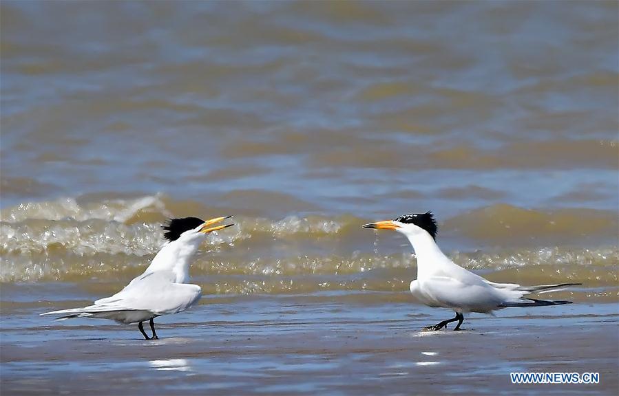 Two Chinese crested terns play on the wetland of the Minjiang River in southeast China\'s Fujian Province, June 3, 2018. The Chinese crested tern is a critically endangered species. (Xinhua/Mei Yongcun)