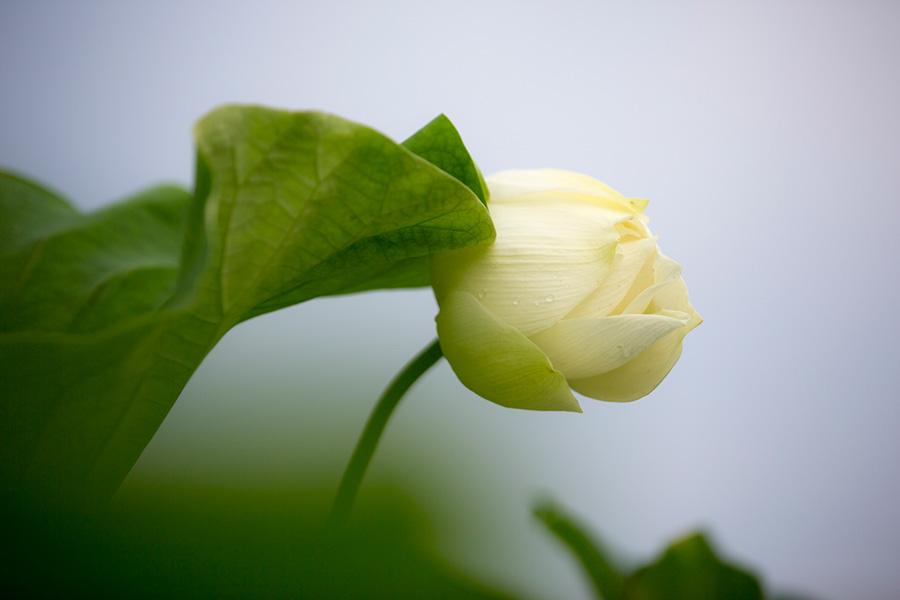 A white lotus flower is seen on Baiyangdian Lake. (Photo/China Daily)