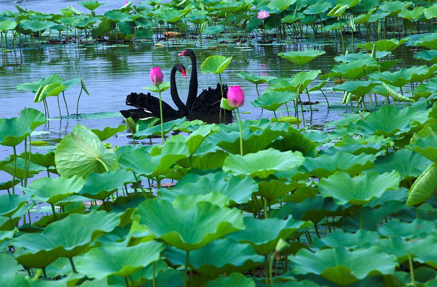 Black swans swim across Baiyangdian Lake in Xiongan New Area, surrounded by lotus flowers and leaves. (Photo/China Daily)
When July comes, a vast area of lotus flowers will be seen on Baiyangdian Lake in Xiongan New Area, North China\'s Hebei Province. The beautiful scenery always attracts lots of tourists each year to visit Baiyangdian during the season.