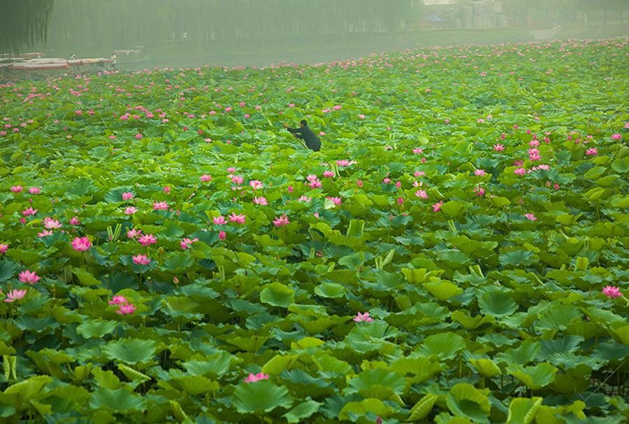 Delicate lotus flowers are in full bloom in Xiongan New Area. (Photo/China Daily)